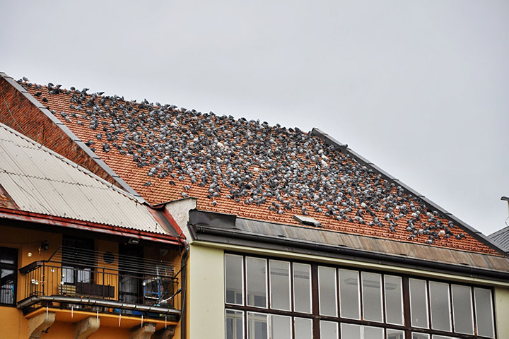 A2B Pest Control are able to install spikes to deter birds from roofs in Dulwich Village. 