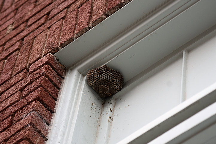 We provide a wasp nest removal service for domestic and commercial properties in Dulwich Village.
